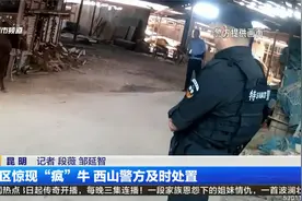 市区惊现“疯”牛 西山警方及时处置视频封面