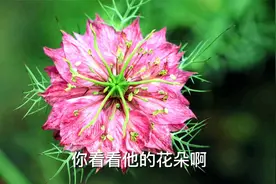 和小草一样旺盛，开花却美极了，它就是黑种草，园艺师教你怎么种视频封面