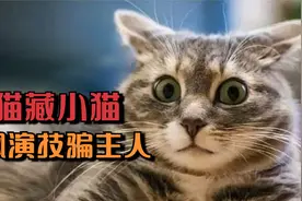 母猫将刚出生的猫崽藏起来，还狂飙演技骗主人，最后结局很暖心视频封面