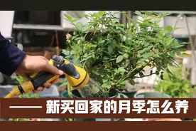 新买回家的月季怎么养？园艺师教你，买月季后的正确服盆技巧视频封面