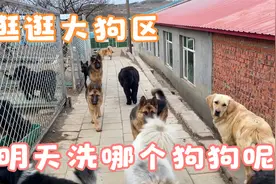 带大家逛逛大狗区，狗狗们追逐玩耍，最想给哪个狗狗变身评论区见视频封面