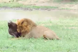 水牛在河里洗澡，直接被狮王活活猎杀视频封面