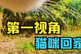 把6个月大的小猫，放到距家200米的地方，看它如何回家视频封面