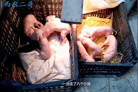 母猪头胎产下八个小猪崽，刚好115天的预产期，视频拍下整个过程视频封面