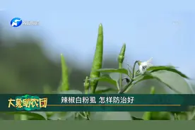 辣椒白粉虱 怎样防治好视频封面