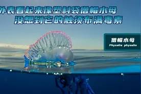 外表看起来像塑料袋的僧帽水母，它的触须却布满毒素视频封面