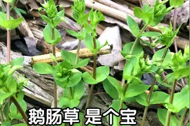 农村常见的“鹅肠草”是个宝，原来价值这么好？看视频涨知识了视频封面