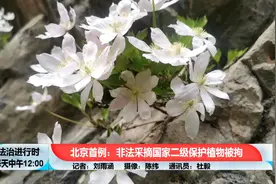 北京首例：女子摘了一株花，没想到是国家二级保护植物，被刑拘视频封面