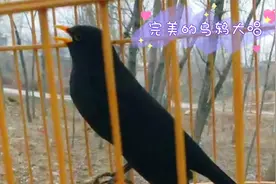 极品乌鸫鸟儿完美至极，颜值出众叫口一流，花口连唱听起来真过瘾视频封面