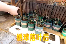北方冬天绣球落光叶子以后，1、用不用浇水？2、用不用光照？视频封面