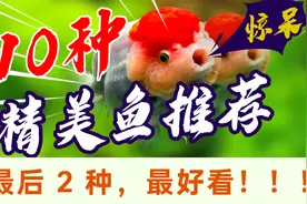 天啊！我喜欢的10种淡水美鱼，今天全部推荐给你！赶紧立刻养起来视频封面