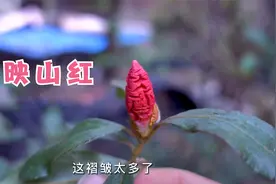 印象里的映山红都在四五月开花，现在马上11月了，居然开着花？视频封面
