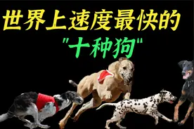 速度超快的十条狗，top10轻松秒杀博尔特，第一名更是狗中法拉利视频封面