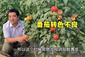 番茄出现青皮果、花脸等转色不良现象，就是这三个原因视频封面
