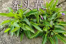 谁人不识犁头草！与紫花地丁有什么区别？给大家科普一下视频封面