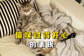 猫咪生活开心的几种表现，看你家猫中了几条？视频封面