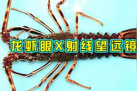 中国科学家受龙虾眼启发，研发出世界最先进X射线望远镜视频封面