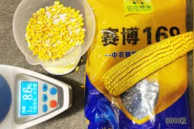 最新高产玉米品种，8个水分也出6两粮，抗倒伏，抗涝能力突出。视频封面