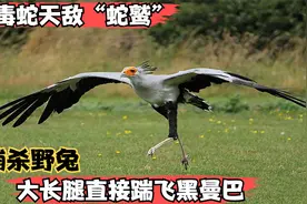如此优雅美丽的蛇鹫，竟能脚踩野兔，生吞毒蛇，战斗力究竟有多猛视频封面