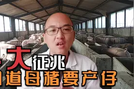 观察母猪征兆知道产仔时间，母猪临产前释放4大信号，你知道吗？视频封面