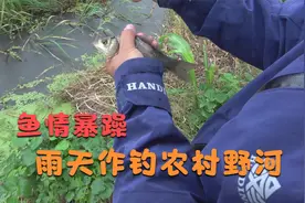 气温骤降十几度，野钓农村小野河，鱼情不错，鲫鱼皮毛真漂亮视频封面