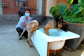 德牧的毛剃好了，光溜溜的大狗赶紧往澡盆里爬，狗子想洗澡了视频封面