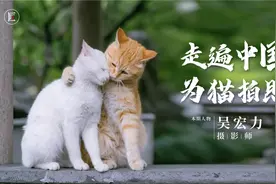他走遍中国，专为流浪猫拍照，把收入拿去做公益，爱心满满！视频封面