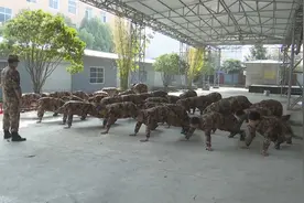 南阳：预征新兵役前集训  提前感受火热军营视频封面