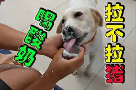 狗狗第一次喝酸奶狼吞虎咽吃得满脸都是，拉布拉多上辈子肯定是猪视频封面