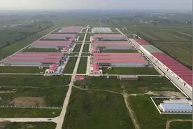 占地2000亩的蛋鸡场，总投资10多个亿，这样的投资几年能回本视频封面
