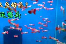 新手：孔雀鱼好养？余月：鸿运当头漂亮又好养，入手这款没错视频封面