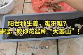阳台种生姜，难不难？0基础，教你花盆种“姜山”！视频封面