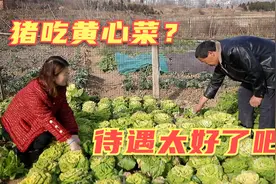 爸爸来菜园拔菜喂猪吃，明明很好奇，猪还吃黄心菜，待遇真好视频封面