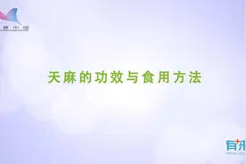 天麻的功效与食用方法视频封面