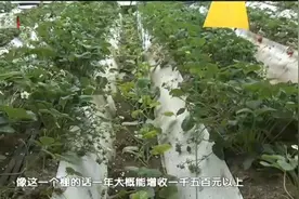 早春北京：正是草莓热销季，新科技口感更香甜丨首都经济报道视频封面