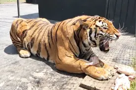 东北虎和藏獒搏杀，实力差距过大，藏獒能不能坚持一回合？	视频封面