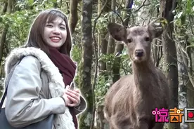 惊奇日本：奈良小鹿还有隐藏的一面！？台湾女生寻找“神的使者”视频封面