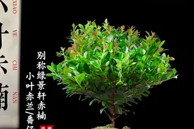 家中转运招财摆什么盆栽好小叶赤楠寓意幸福美满，家庭风水小盆栽视频封面