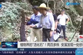 植物界的“活化石”！安溪发现一处桫椤群，数量超两百株视频封面