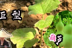 农村小伙种植巨型葫芦苗，移栽两株到地里，期待长出一群葫芦娃视频封面