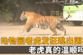 动物园老虎发狂跳出围栏，17岁游客不幸遇难，老虎真的温顺吗？视频封面