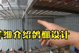 应粉丝要求，详细介绍鸽棚设计，鸽子飞不了冠军梦幻都没脸回来视频封面