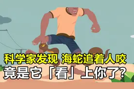海蛇究竟有多危险？科学家称，有一种情况下海蛇会追着你咬视频封面