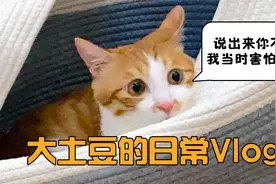 土豆日常vlog：猫果然不是群居动物啊！合作什么的根本不靠谱视频封面