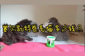 塞尔凯特卷毛猫多少钱？
