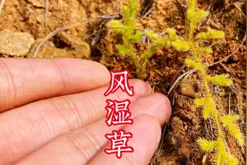 深山寻找“风湿草”，它的用途很强大，赶紧来认识一下吧视频封面