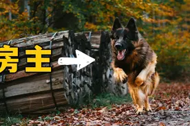 2.4亿豪宅，房主是只狗视频封面