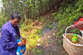 小邓去扫墓，发现墓地里面疑似有蜂群筑巢，真是一块风水宝地啊