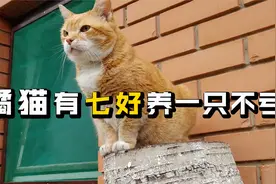 橘猫作为我们中华田园猫里面的扛把子，养一只真的不亏视频封面