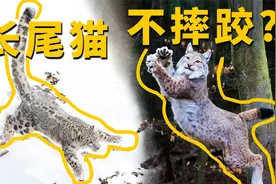同为猫科，雪豹尾巴为何是猞猁的20倍长，尾巴长真是为了爬树吗？视频封面